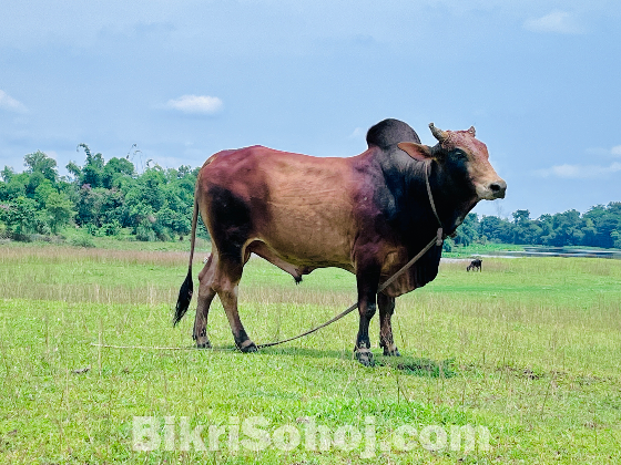মাশা আল্লাহ  ঈদের জন্য প্রস্তুত